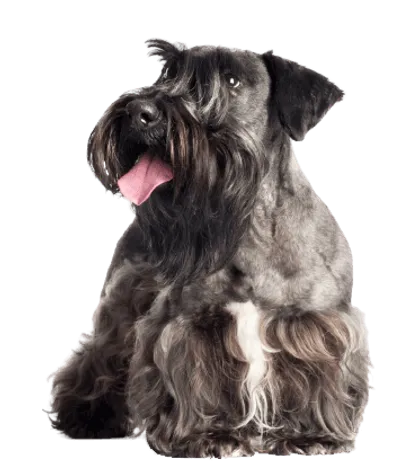 Tschechischer Terrier