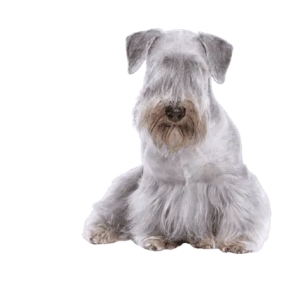 Tschechischer Terrier
