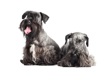 Tschechischer Terrier