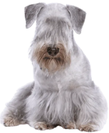 Tschechischer Terrier