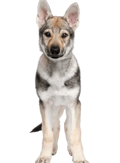 Tschechoslowakischer Wolfhund