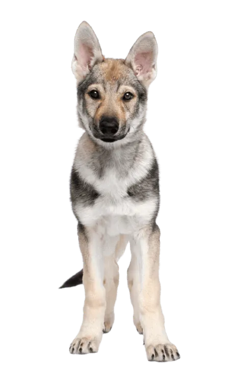 Tschechoslowakischer Wolfhund