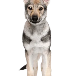 Tschechoslowakischer Wolfhund