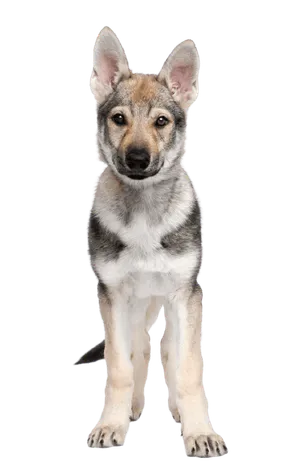 Tschechoslowakischer Wolfhund