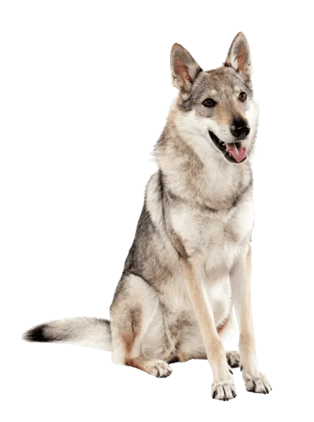 Tschechoslowakischer Wolfhund