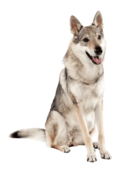 Tschechoslowakischer Wolfhund