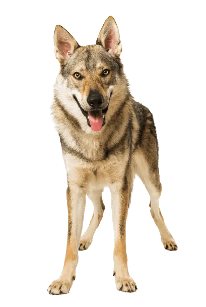 Tschechoslowakischer Wolfhund