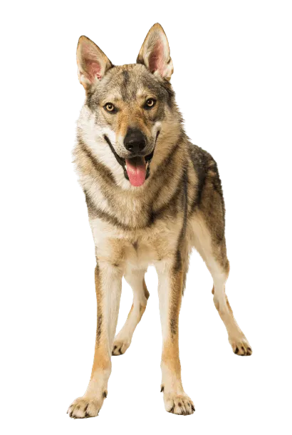 Tschechoslowakischer Wolfhund