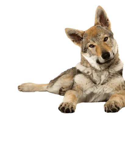 Tschechoslowakischer Wolfhund