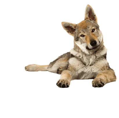 Tschechoslowakischer Wolfhund