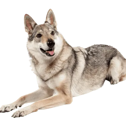 Tschechoslowakischer Wolfhund