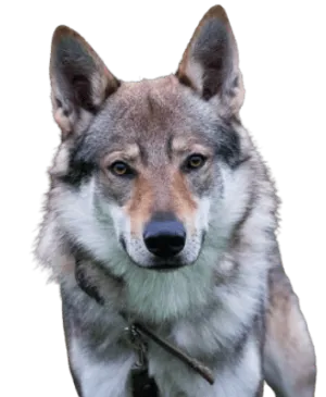 Tschechoslowakischer Wolfhund