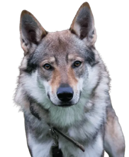 Tschechoslowakischer Wolfhund