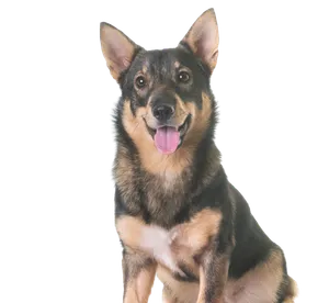 Västgötaspets