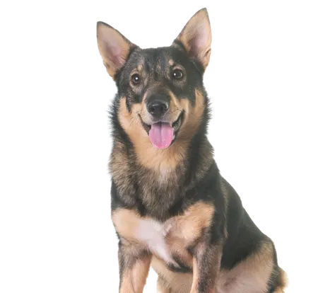 Västgötaspets