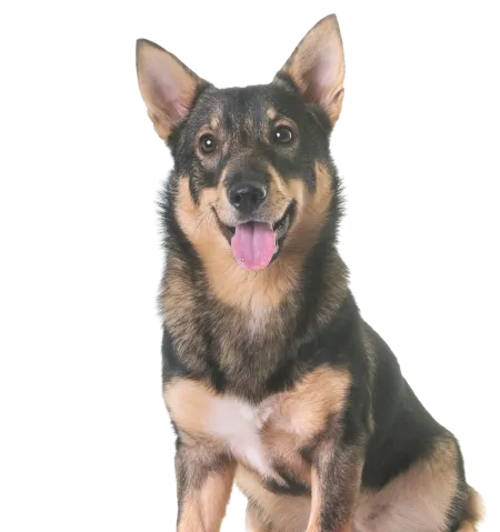 Västgötaspets