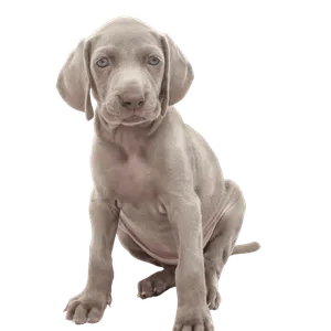 Weimaraner Puppy