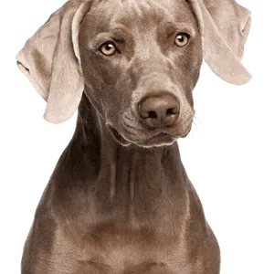 Weimaraner