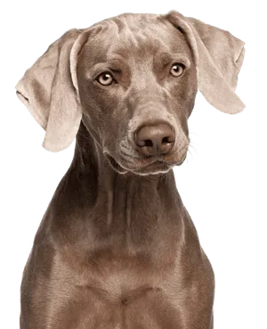 Weimaraner in charakteristischer silbergrauer Farbe
