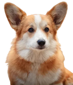 Welsh Corgi Cardigan