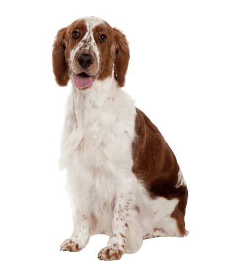 Welsh Springer Spaniel (7)