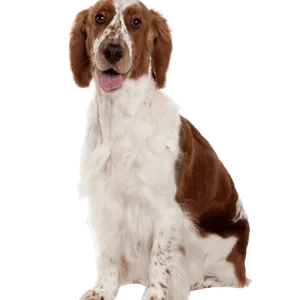 Welsh Springer Spaniel (7)
