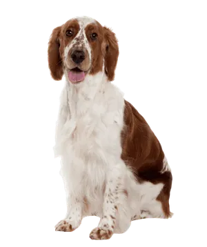 Welsh Springer Spaniel (7)