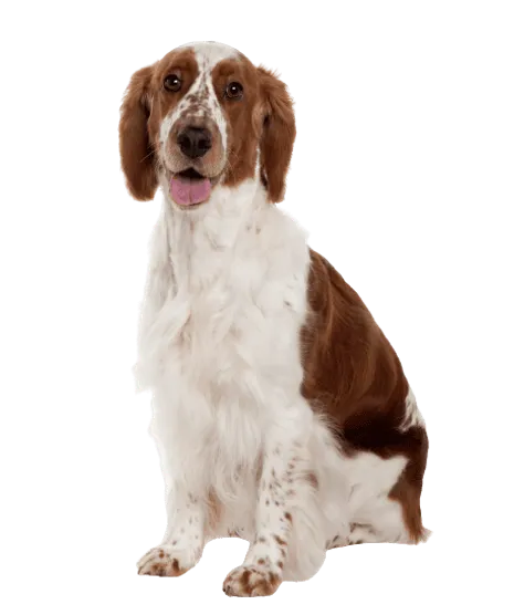 Welsh Springer Spaniel (7)