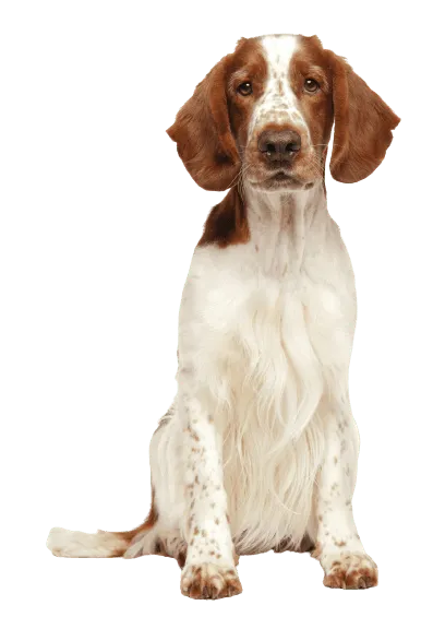 Welsh Springer Spaniel (6)
