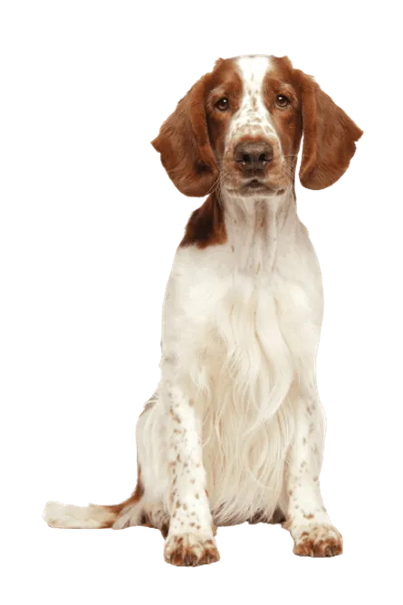 Welsh Springer Spaniel (6)
