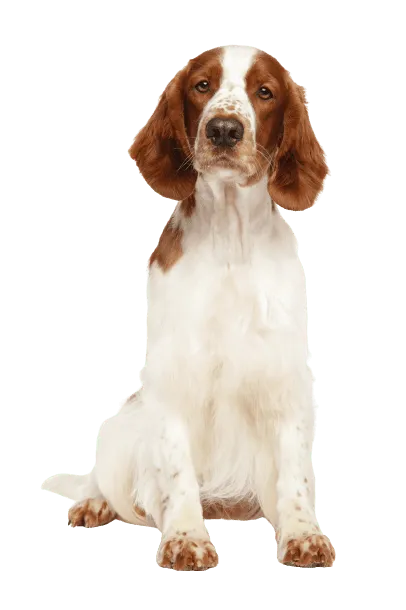 Welsh Springer Spaniel (4)