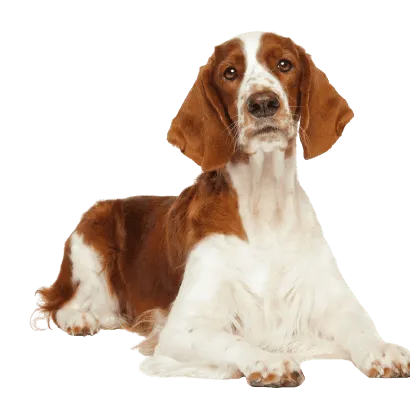 Welsh Springer Spaniel (1)