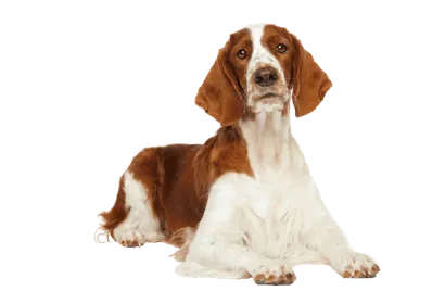 Welsh Springer Spaniel (1)