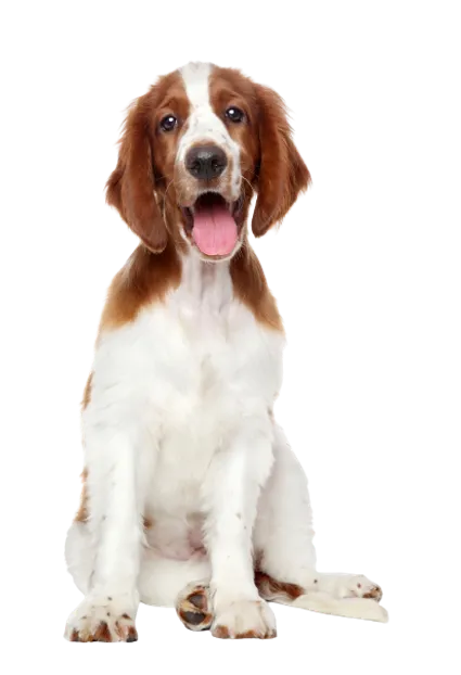 Welsh Springer Spaniel (5)