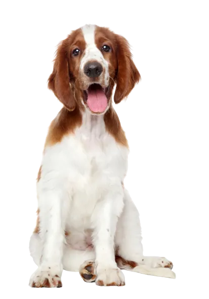 Welsh Springer Spaniel (5)