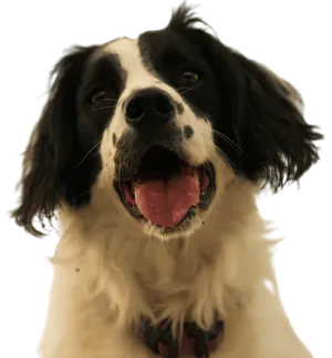 Welsh Springer Spaniel