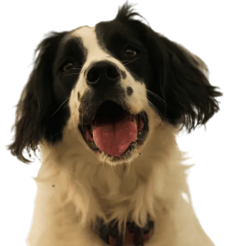 Welsh Springer Spaniel