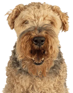 Welsh Terrier (1)
