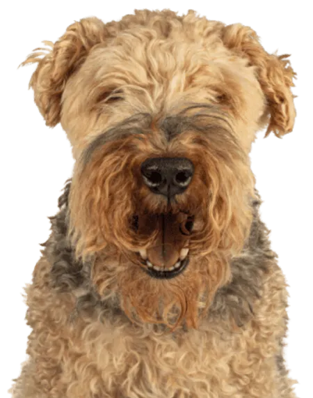 Welsh Terrier (1)