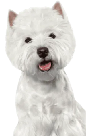 West Highland White Terrier (1)