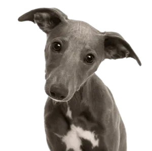 Whippet in voller Geschwindigkeit