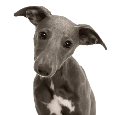 Whippet