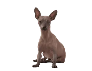 Xoloitzcuintli (5)