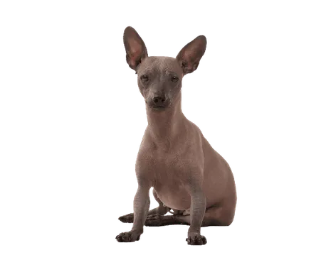 Xoloitzcuintli (5)