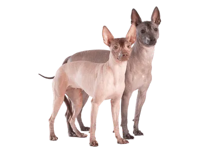 Xoloitzcuintli (1)
