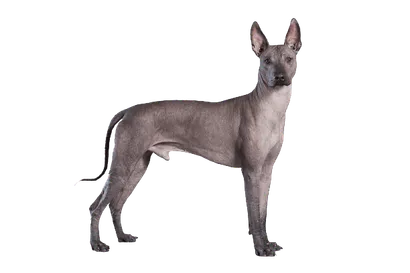 Xoloitzcuintli (6)