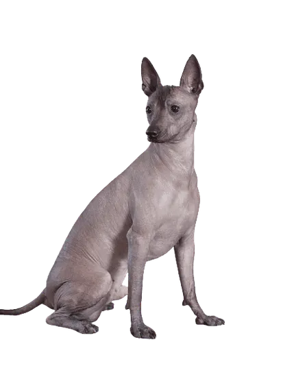 Xoloitzcuintli (7)