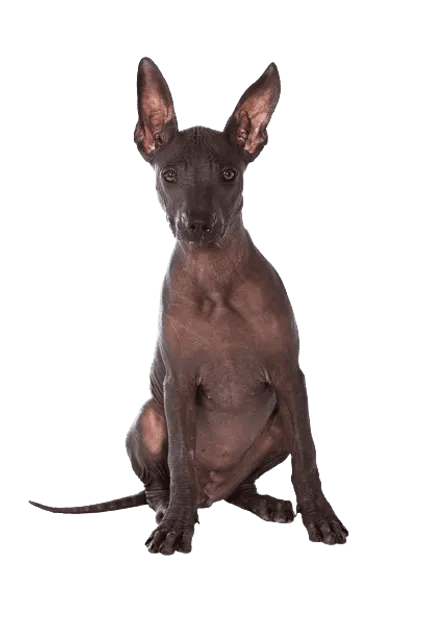 Xoloitzcuintli (4)