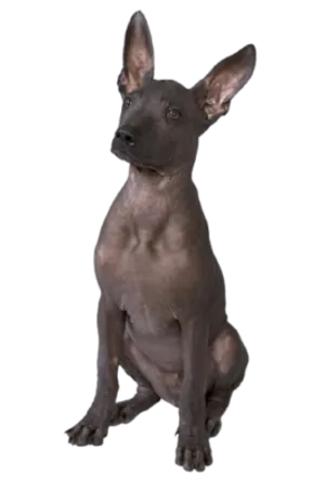 Xoloitzcuintli
