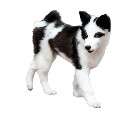 Yakutskaya Laika puppy